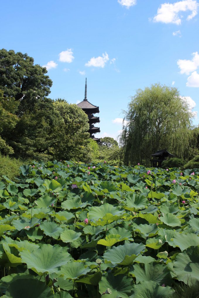 東寺境内蓮