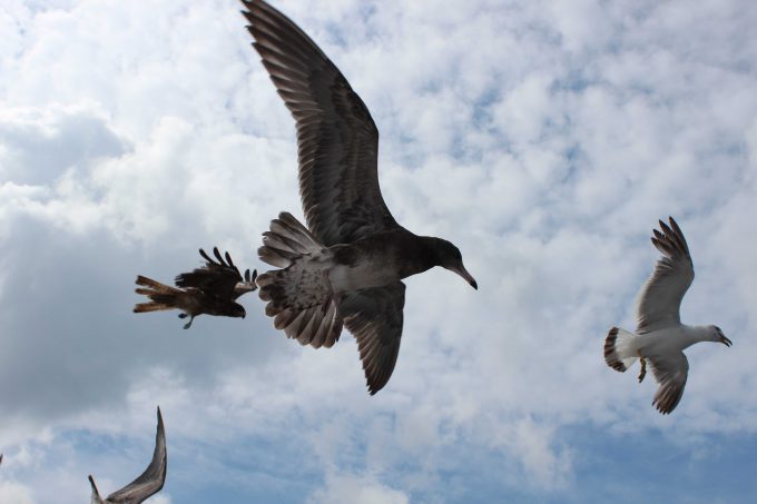 伊根湾めぐり遊覧船 鳥