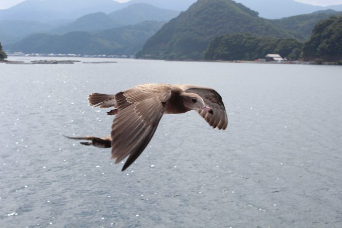 伊根湾めぐり遊覧船 鳥