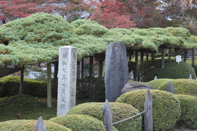 善峯寺 遊龍の松