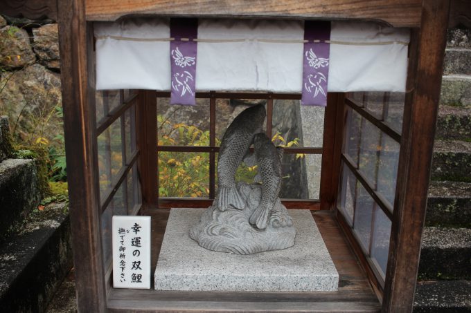 松尾大社 幸運の双鯉