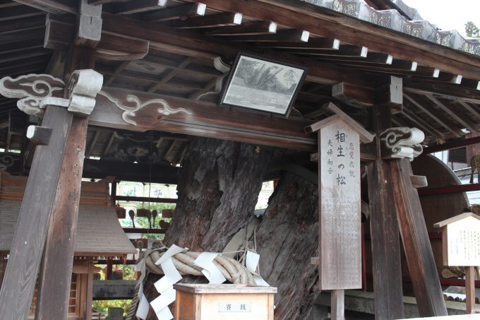 松尾大社 相生の松