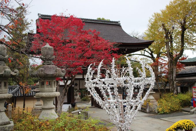 松尾大社 おみくじと紅葉