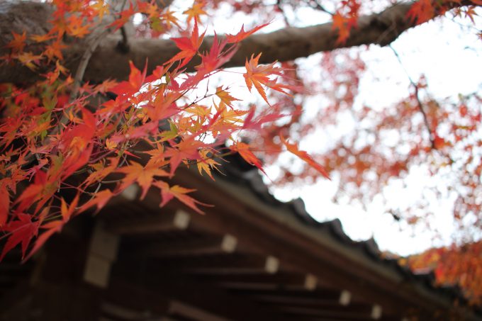 松尾大社 紅葉