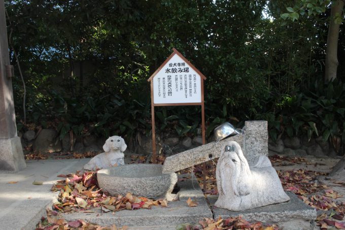 犬の水飲み場