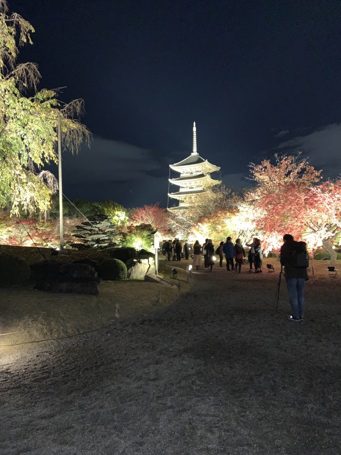 東寺 ライトアップ 桜の木