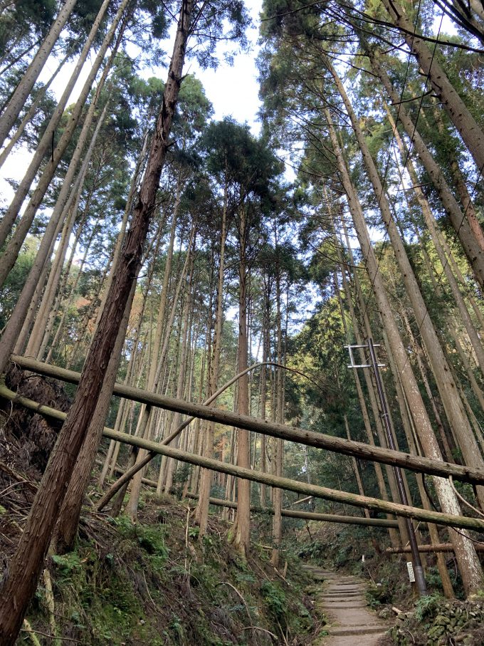 愛宕山　倒木