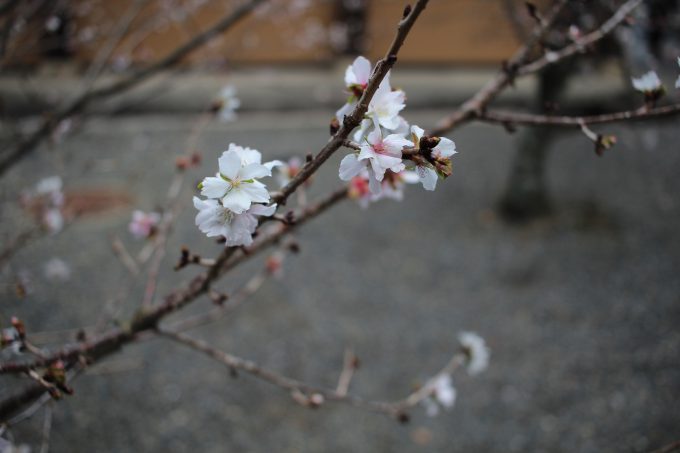 知恩院　冬桜