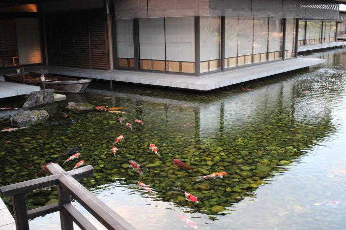 庭園と鯉