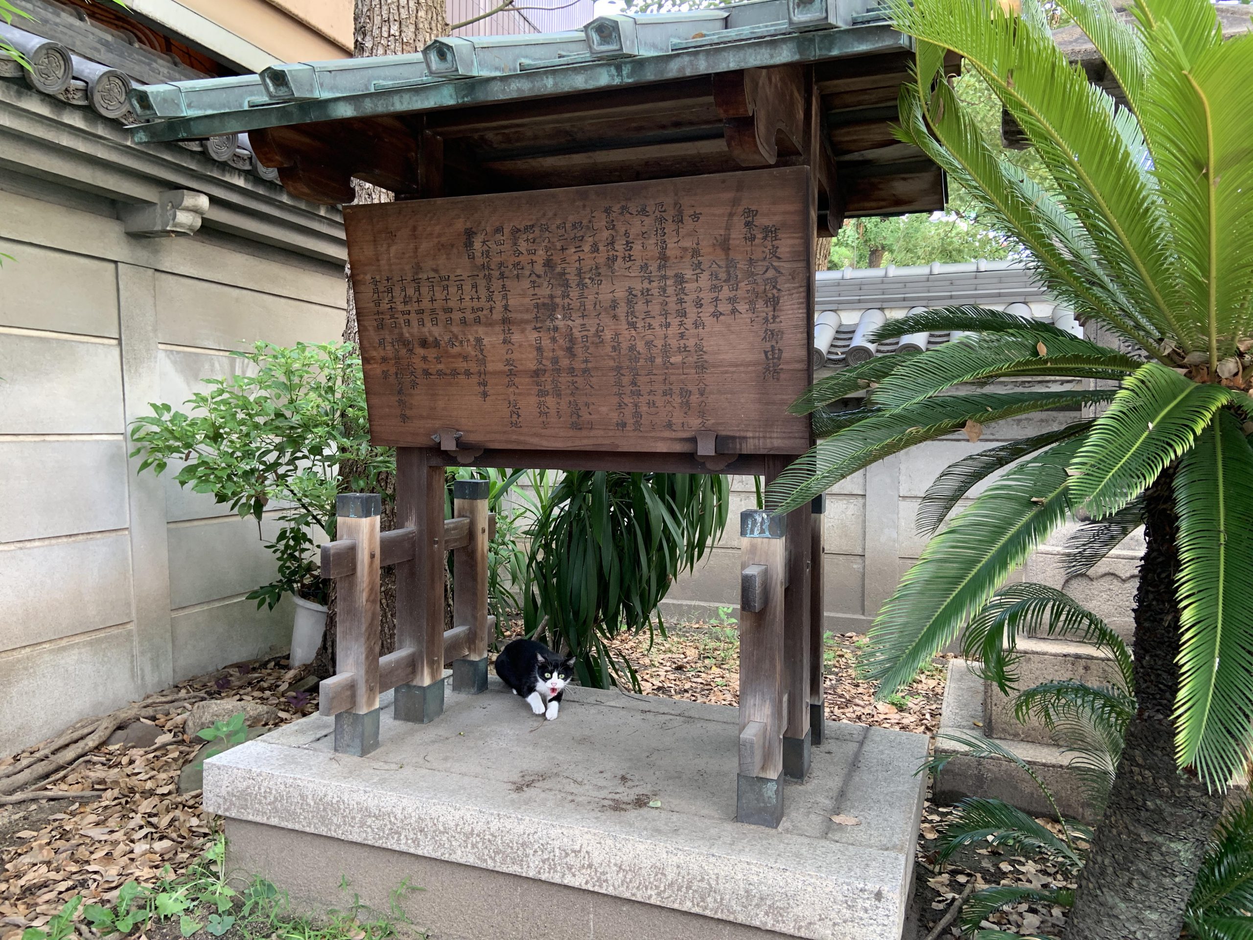 由緒書きと猫ちゃん