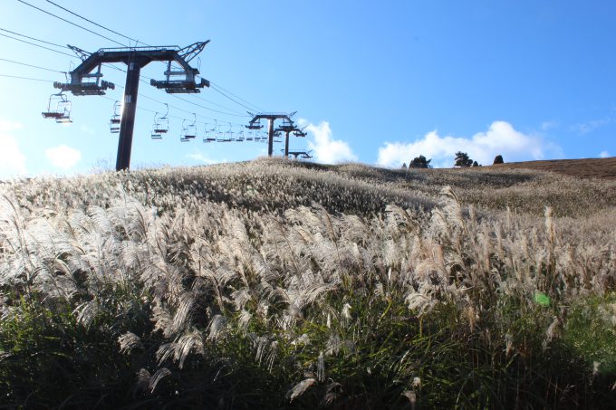 びわこ箱館山 ススキ