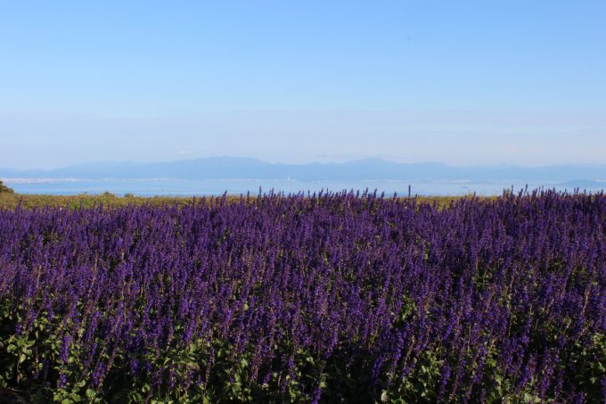 びわこ箱館山 サルビア