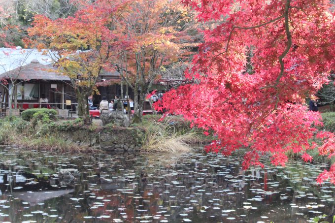 大原野神社鯉沢の池