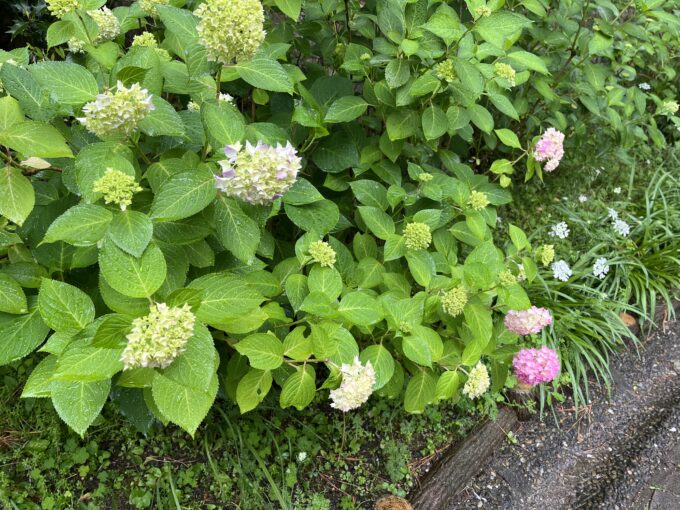 紫陽花