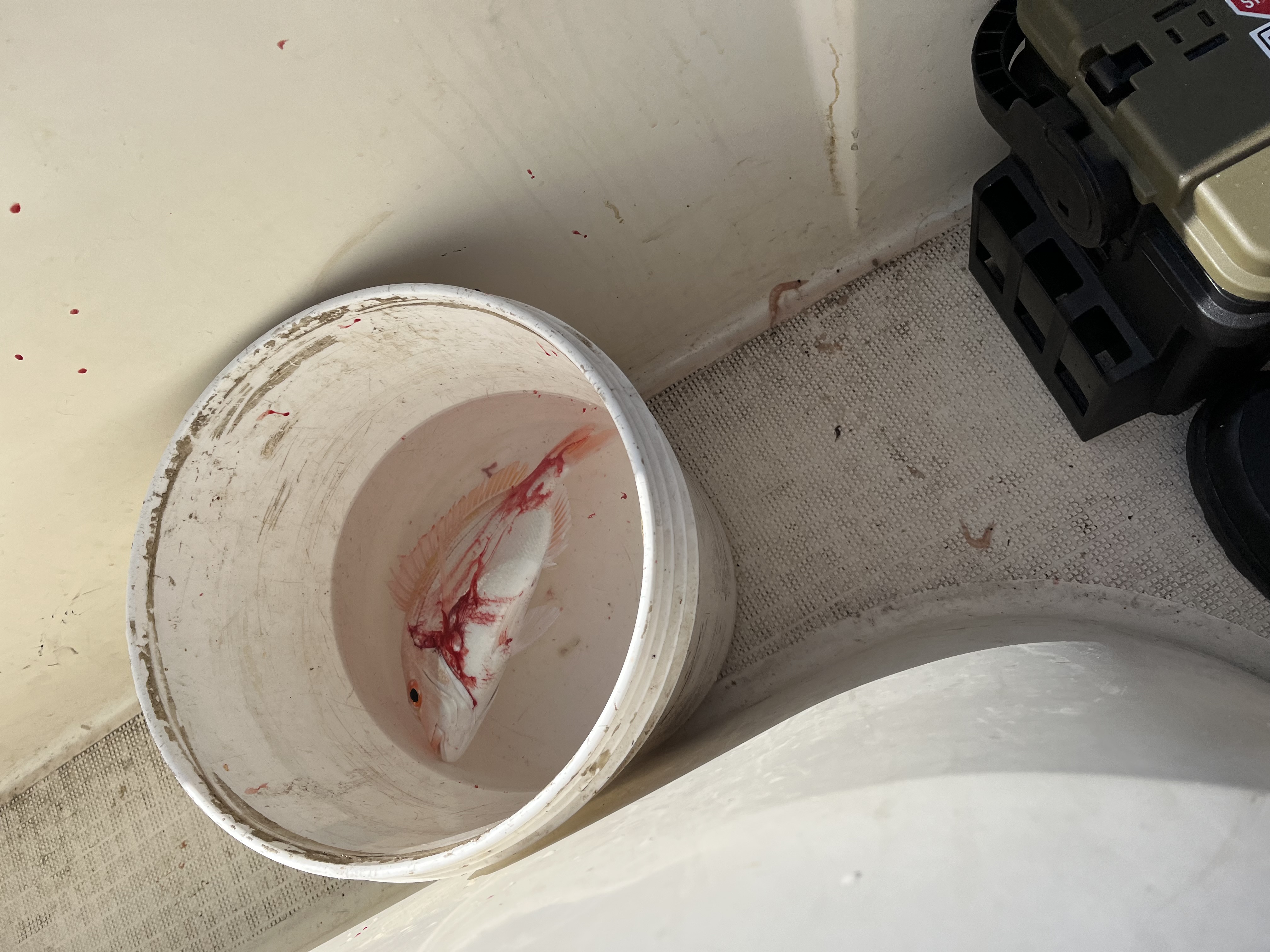 締めた直後のタイ