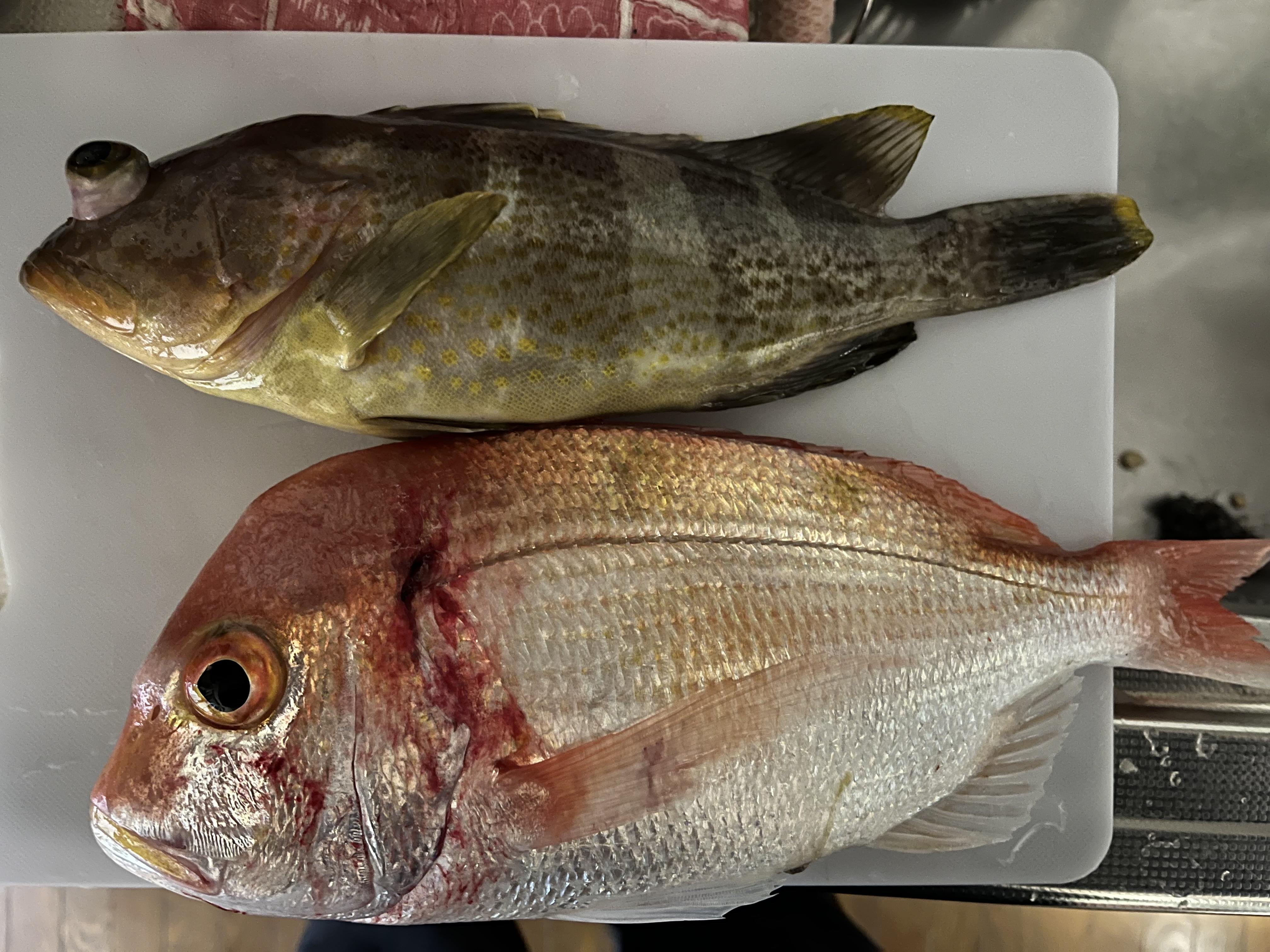 まな板の上に並んだタイとアイナメ