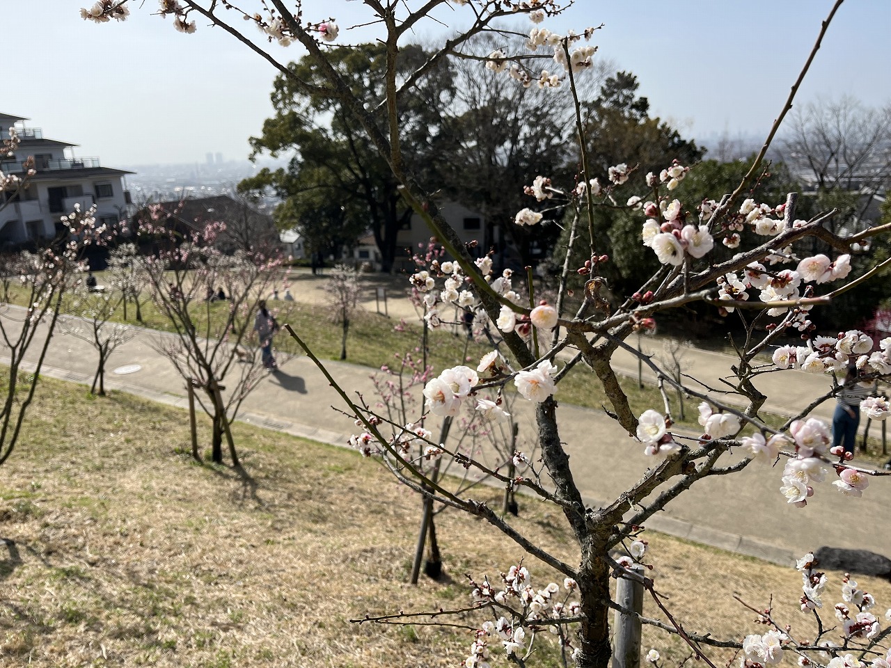 枚岡神社の梅